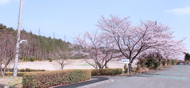 2019年　練習場の桜
